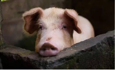Китайские ученые обнаружили новый тип свиного гриппа, который может привести к пандемии