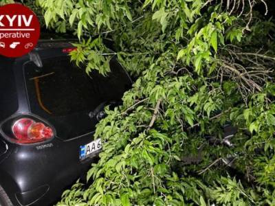 Рухнувшее дерево придавило автомобиль на Куреневке