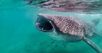 Настоящий ужас: у китовой акулы обнаружены зубы на глазах