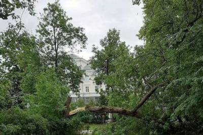 Сильный ветер сломал дерево в Детском парке Пскова