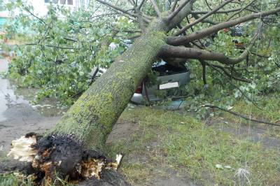 В Киеве рухнувшее дерево упало на провода и придавило автомобили