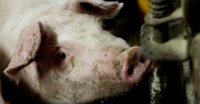 В Китае обнаружен новый тип свиного гриппа с потенциалом пандемии