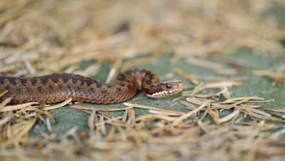 Нашествие змей: гадюки покусали нескольких детей в томском поселке