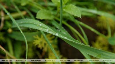 Дожди в ближайшее время пополнят запасы влаги в почве - Белгидромет