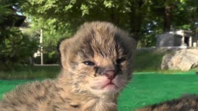 Котят сервала выкармливают вручную в зоопарке в Крыму.