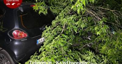 В Киеве на Подоле дерево упало на припаркованные машины