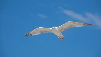 "Роснефть" начала исследования белой чайки в Арктике