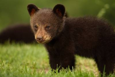 В США из пластиковой банки спасли медвежонка