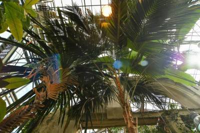 Тропические оранжереи в "Аптекарском огороде" заработают с 1 июля