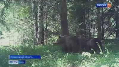 Медвежья семья попала в видеоловушку в Висимском заповеднике