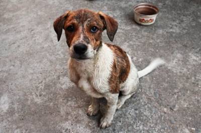 Приют для животных в Ивано-Франковской области просит помощи после смертельного наводнения