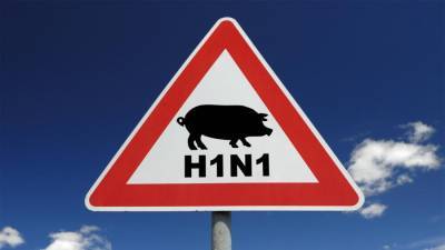 В ВОЗ изучат информацию о новом типе свиного гриппа