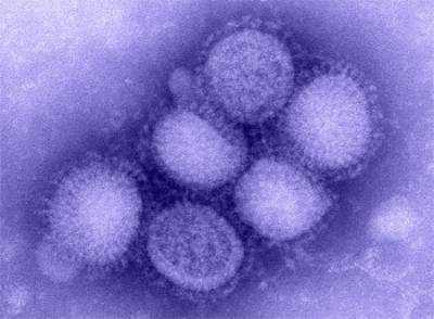 Возможна новая пандемия: ВОЗ сообщила о новом типе свиного гриппа