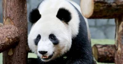 Самец панды стал проявлять интерес к соседке в Московском зоопарке