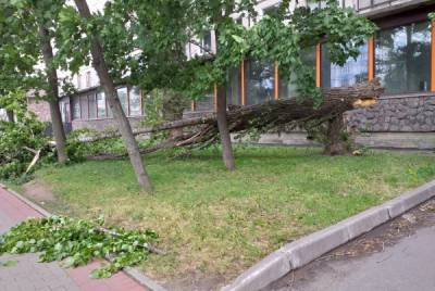 Штормовой ветер повалил деревья в Петербурге