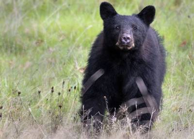 Женщина пускала домой дикого медведя в США и получила штраф