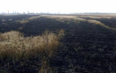 В Николаевской области выгорело поле пшеницы
