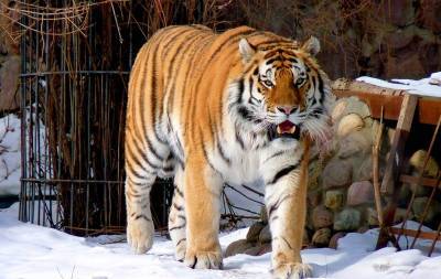 Российская компания решила помочь тиграм, которых взял под защиту Путин