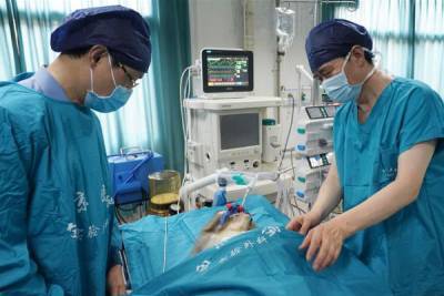 Китайские военные врачи успешно пересадили органы свиньи обезьянам