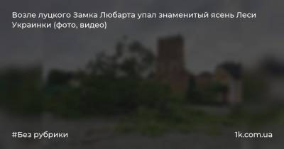 Возле луцкого Замка Любарта упал знаменитый ясень Леси Украинки (фото, видео)