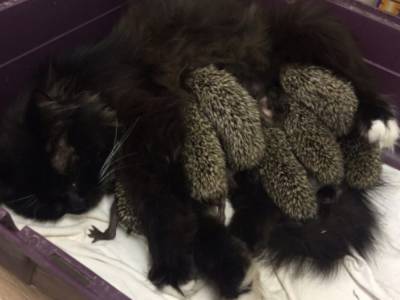 Кошка с тремя котятами усыновила осиротевших ежат