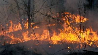 Видео: Лесные пожары в России достигли угрожающих масштабов