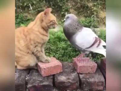Сражение агрессивного голубя и рыжего кота рассмешило Сеть