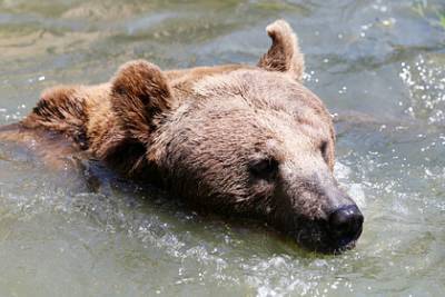 Тысячи людей вступились за приговоренного к смерти медведя - lenta.ru - Italy