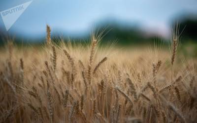 Голодать не придется, или Что реально происходит на рынке пшеницы в Армении
