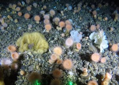 У берегов Гренландии обнаружили гигантский коралловый сад
