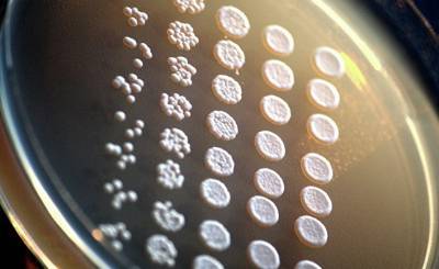 Nature (Великобритания): редактирование гена эмбриона человека с помощью метода CRISPR приводит к крупномасштабному беспорядку в хромосомах