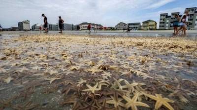 В Северной Каролине на берег выбросило тысячи морских звезд