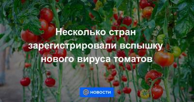 Несколько стран зарегистрировали вспышку нового вируса томатов