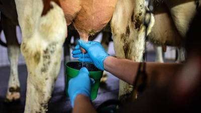 Ученые обнаружили вредное свойство парного коровьего молока