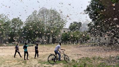 Индия направит вертолеты на борьбу с нашествием саранчи