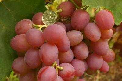 Волгоградцам предлагают попробовать виноград со вкусом «дюшеса»