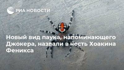 Хоакин Феникс - Тодд Филлипс - Новый вид паука, напоминающего Джокера, назвали в честь Хоакина Феникса - ria.ru - Москва - Иран