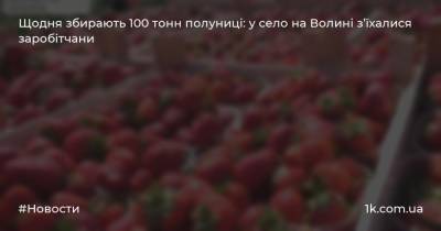 Щодня збирають 100 тонн полуниці: у село на Волині з’їхалися заробітчани