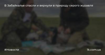 В Забайкалье спасли и вернули в природу серого журавля - 1k.com.ua - Украина - Забайкальский край