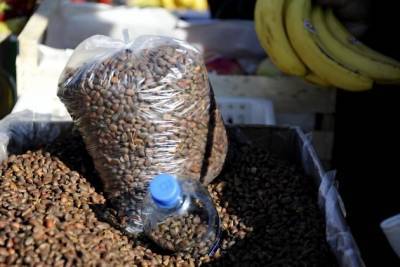Большой урожай кедрового ореха ожидается в Красном Чикое