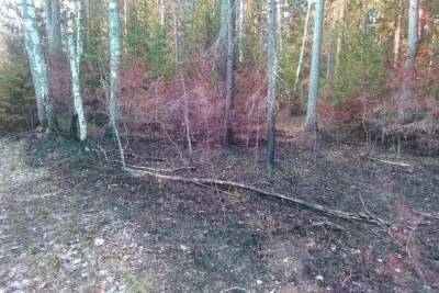 В Смоленской области спасли от пожара семь гектаров леса