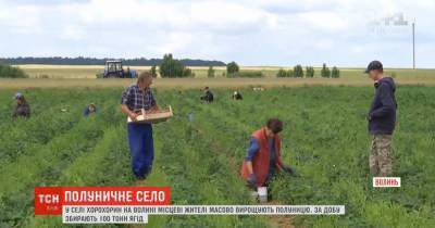 Жители волынского села массово выращивают клубнику: засажено 300 га полей