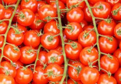 Вспышку нового вируса томатов зафиксировали сразу в нескольких странах