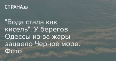 "Вода стала как кисель". У берегов Одессы из-за жары зацвело Черное море. Фото