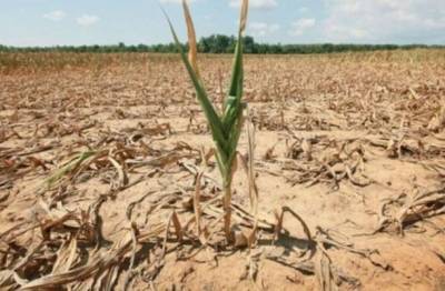 Южные регионы Украины поразила засуха, сельское хозяйство гибнет