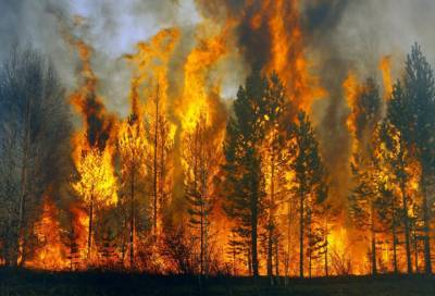 За сутки в России потушили 80 лесных пожаров