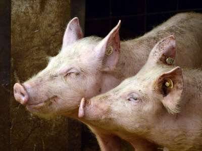 Потенциально опасный свиной грипп выявили в Китае