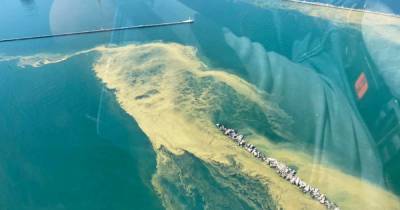 "Вода внезапно сгустилась, как кисель": экологи призвали не купаться в море на пляжах Одессы
