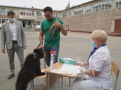 Замдиректора зоопарка в Барнауле привел на голосование по поправкам медвежонка