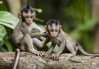 Ученые заявили об общности мышления у обезьян и американцев
